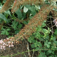 Butterfly Bush